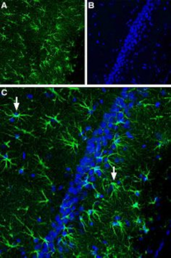 CNTFR alpha (extracellular) Antibody in Immunohistochemistry (IHC)