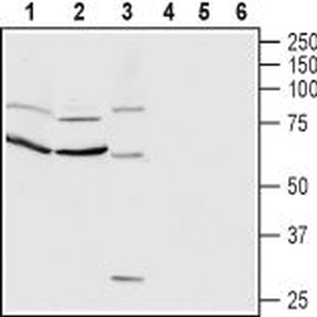 CNTFR alpha (extracellular) Antibody in Western Blot (WB)