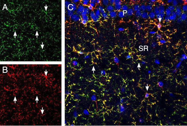 CX3CR1 (extracellular) Antibody in Immunohistochemistry (Frozen) (IHC (F))