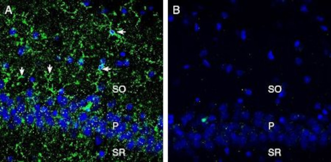 CX3CR1 (extracellular) Antibody in Immunohistochemistry (Frozen) (IHC (F))