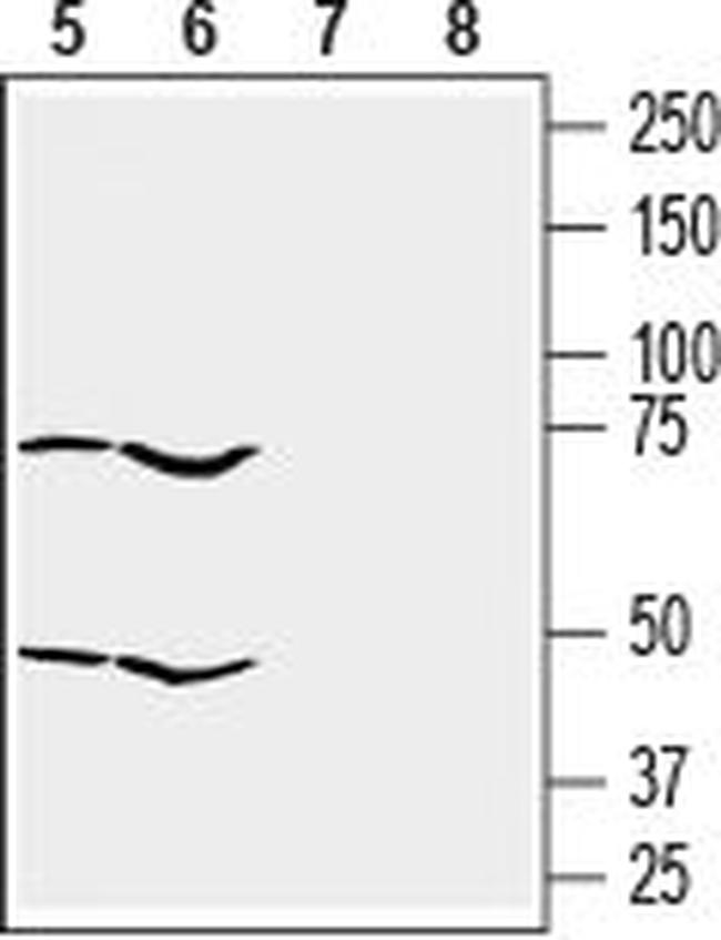 GPR55 (extracellular) Antibody in Western Blot (WB)