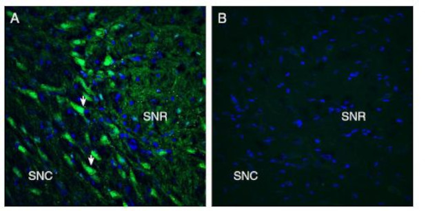 GPR55 (extracellular) Antibody in Immunohistochemistry (Frozen) (IHC (F))