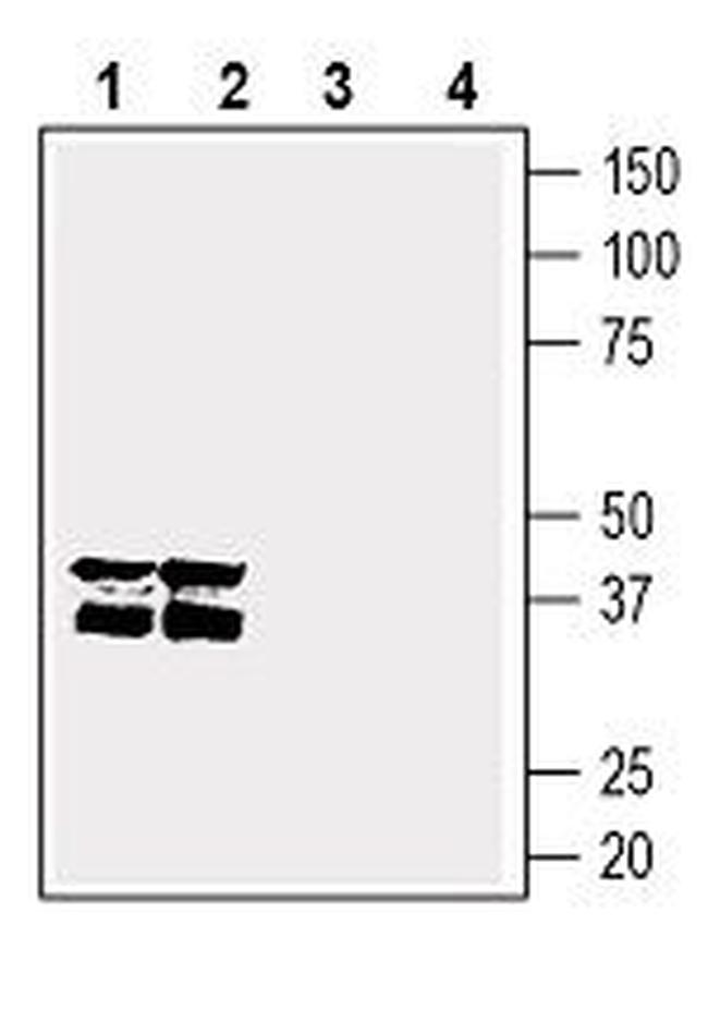 GPR55 (extracellular) Antibody in Western Blot (WB)