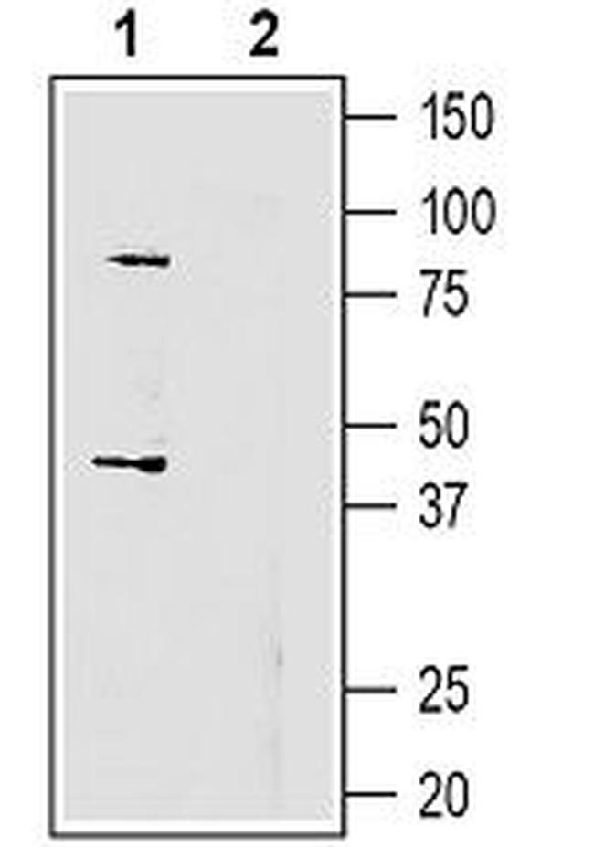 GPR55 (extracellular) Antibody in Western Blot (WB)