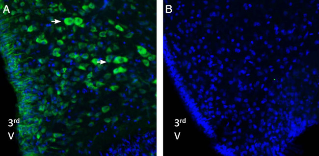 Nucleobindin-2/Nesfatin-1 Antibody in Immunohistochemistry (Frozen) (IHC (F))