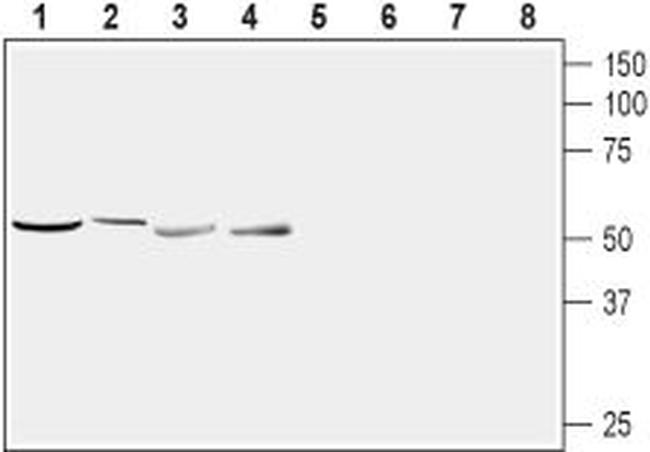 Nucleobindin-2/Nesfatin-1 Antibody in Western Blot (WB)