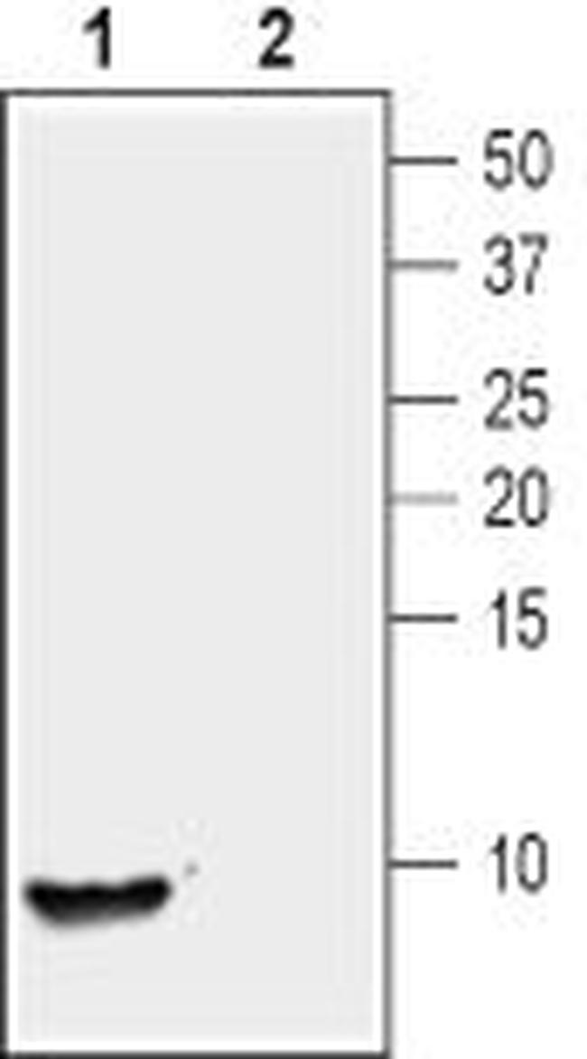 Nucleobindin-2/Nesfatin-1 Antibody in Western Blot (WB)