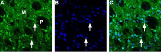 Choline Transporter (SLC5A7) (extracellular) Antibody in Immunohistochemistry (Frozen) (IHC (F))