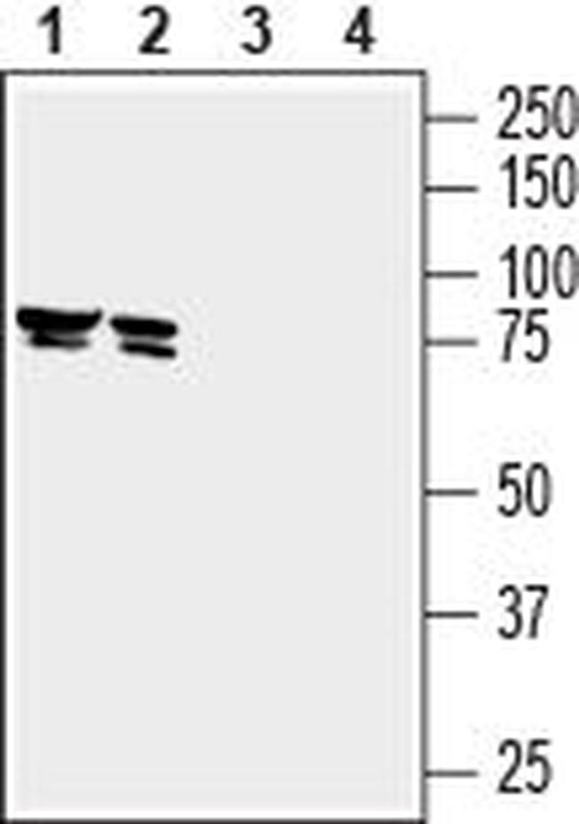 SLC22A3 (extracellular) Antibody in Western Blot (WB)