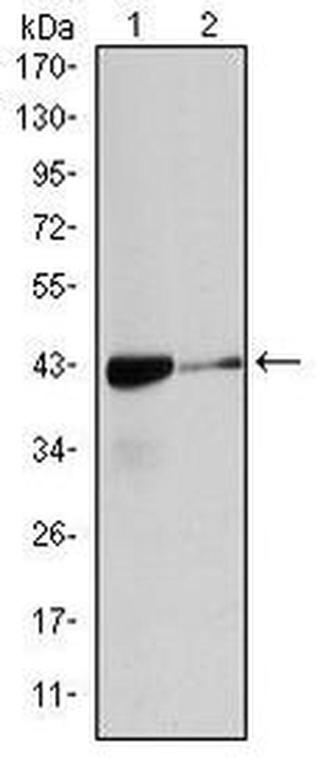 Alpha-Smooth Muscle Actin Antibody in Western Blot (WB)