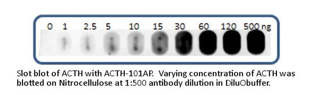 ACTH Antibody in Western Blot (WB)