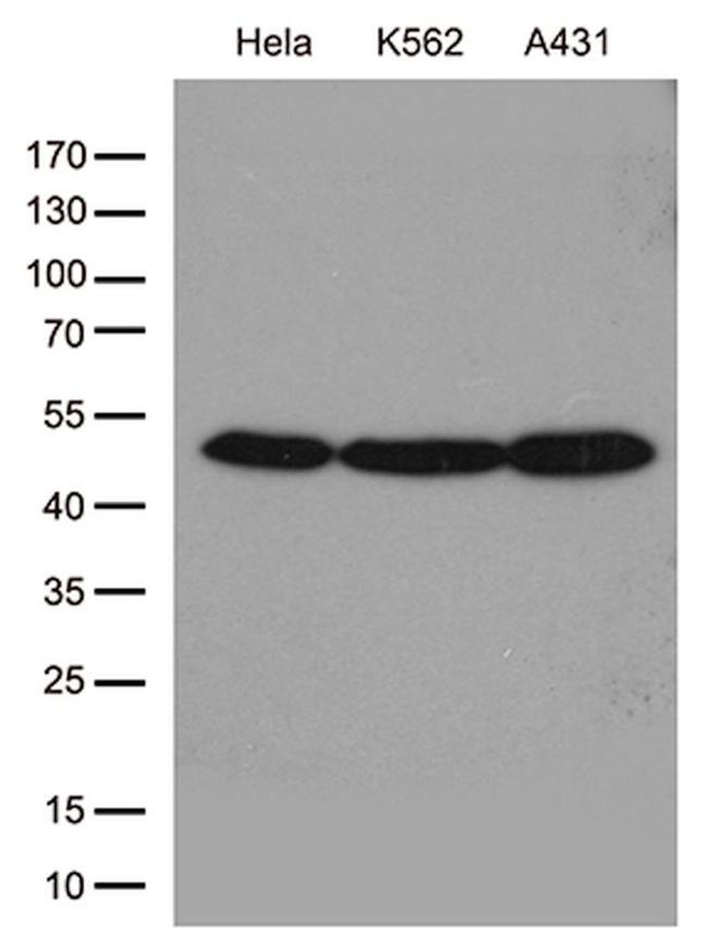 ACTR3 Antibody in Western Blot (WB)