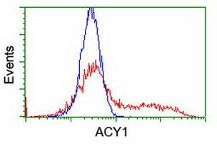 ACY1 Antibody in Flow Cytometry (Flow)