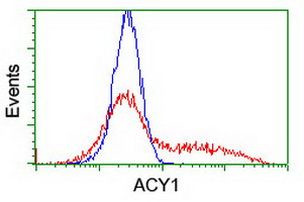 ACY1 Antibody in Flow Cytometry (Flow)