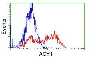 ACY1 Antibody in Flow Cytometry (Flow)