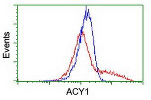 ACY1 Antibody in Flow Cytometry (Flow)