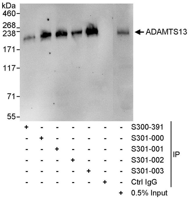 ADAMTS13 Antibody in Western Blot (WB)