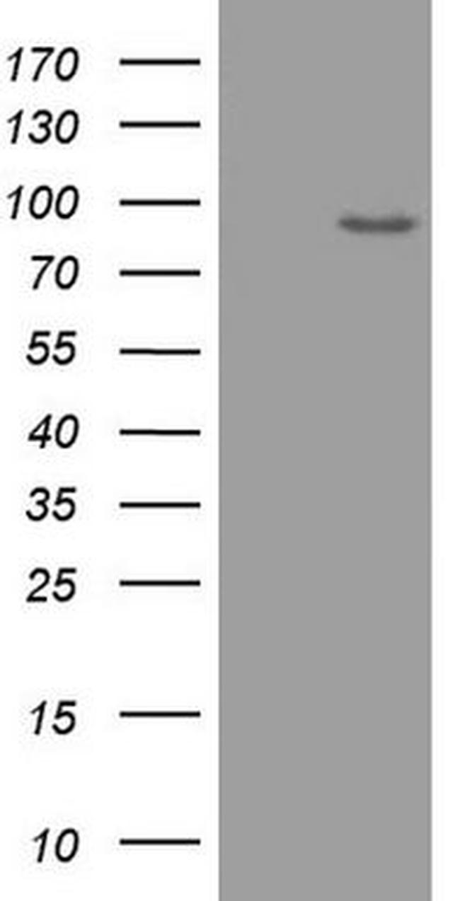 ADAMTS4 Antibody in Western Blot (WB)