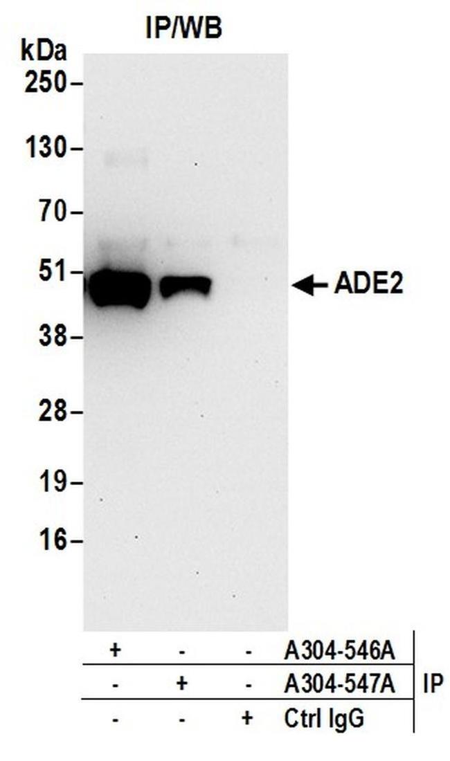 ADE2 Antibody in Western Blot (WB)