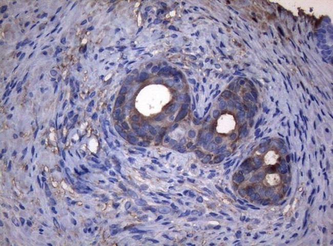 ADH5 Antibody in Immunohistochemistry (Paraffin) (IHC (P))