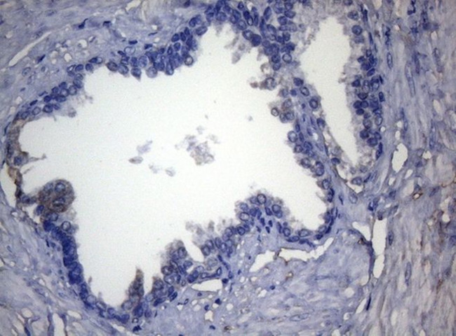 ADH5 Antibody in Immunohistochemistry (Paraffin) (IHC (P))