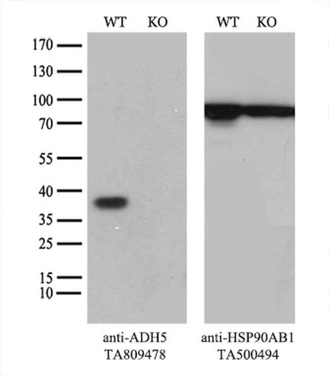 ADH5 Antibody