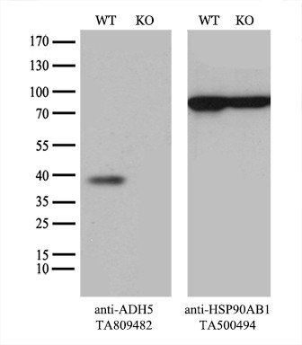 ADH5 Antibody