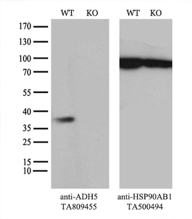 ADH5 Antibody in Western Blot (WB)