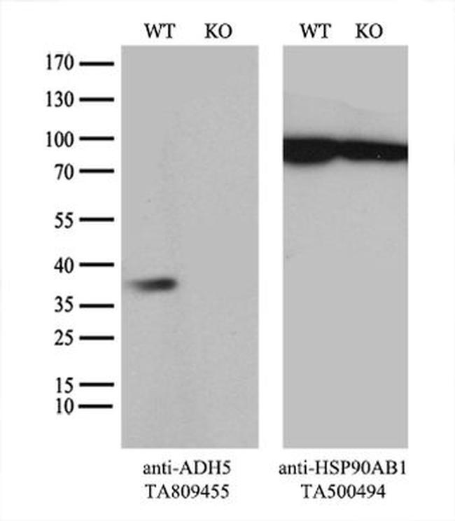 ADH5 Antibody in Western Blot (WB)