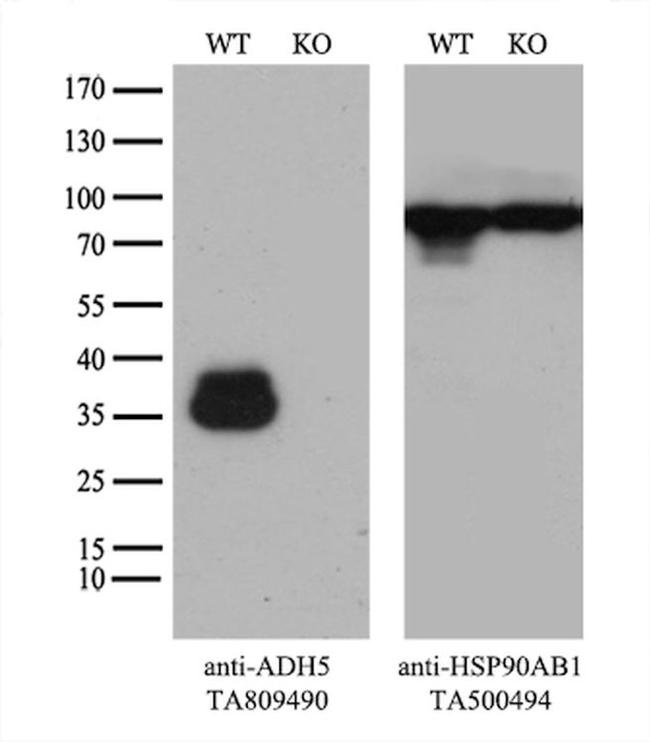 ADH5 Antibody in Western Blot (WB)