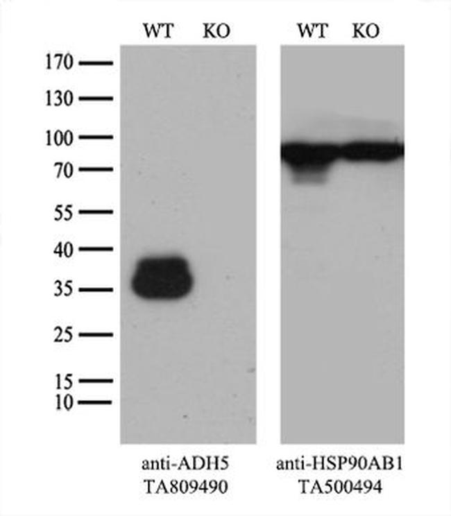 ADH5 Antibody in Western Blot (WB)