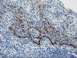 ADH7 Antibody in Immunohistochemistry (Paraffin) (IHC (P))