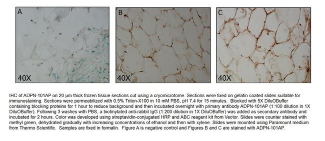 Adiponectin Antibody in Immunohistochemistry (Frozen) (IHC (F))