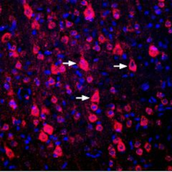 D1 Dopamine Receptor Antibody in Immunohistochemistry (Frozen) (IHC (F))