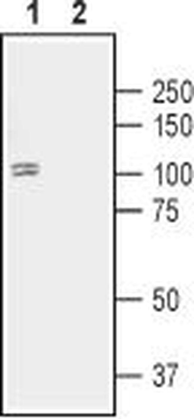 D1 Dopamine Receptor Antibody in Western Blot (WB)