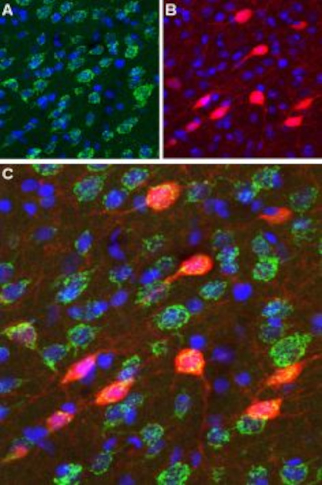 D3 Dopamine Receptor (extracellular) Antibody in Immunohistochemistry (Frozen) (IHC (F))