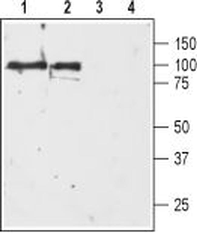 D3 Dopamine Receptor (extracellular) Antibody in Western Blot (WB)