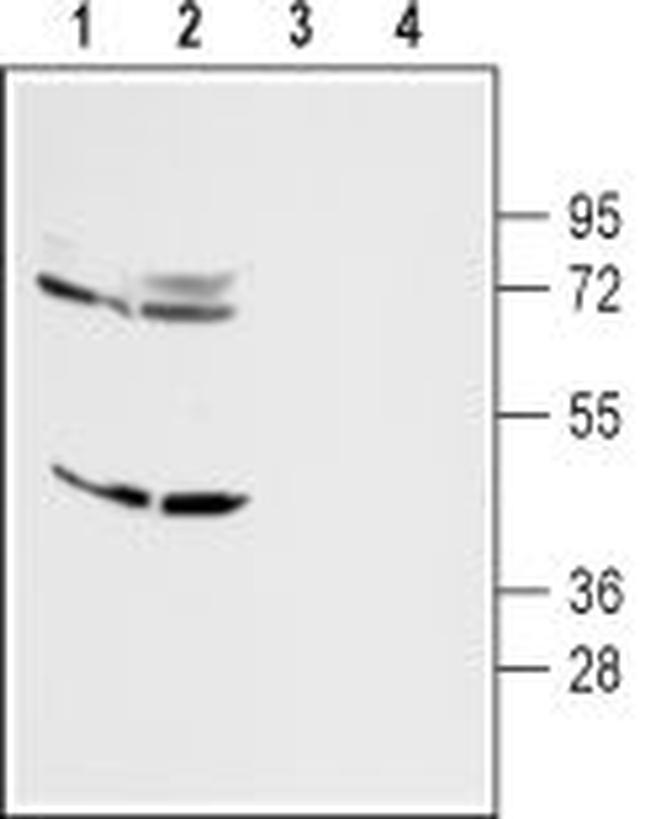 D4 Dopamine Receptor Antibody in Western Blot (WB)