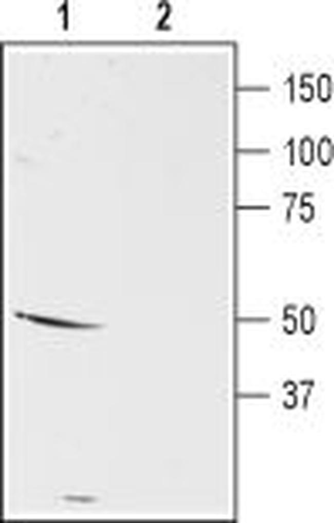 D5 Dopamine Receptor (extracellular) Antibody in Western Blot (WB)