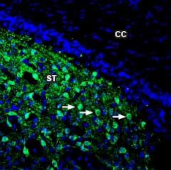 DARPP32 Antibody in Immunohistochemistry (Frozen) (IHC (F))