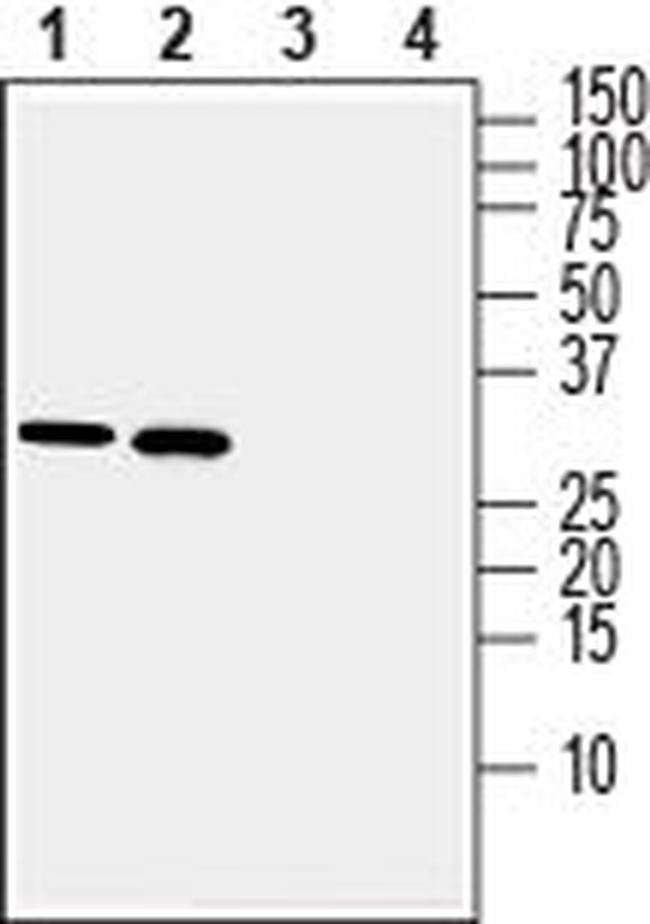 DARPP32 Antibody in Western Blot (WB)