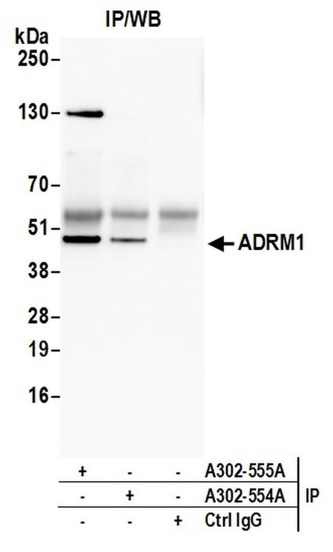 ADRM1 Antibody in Western Blot (WB)