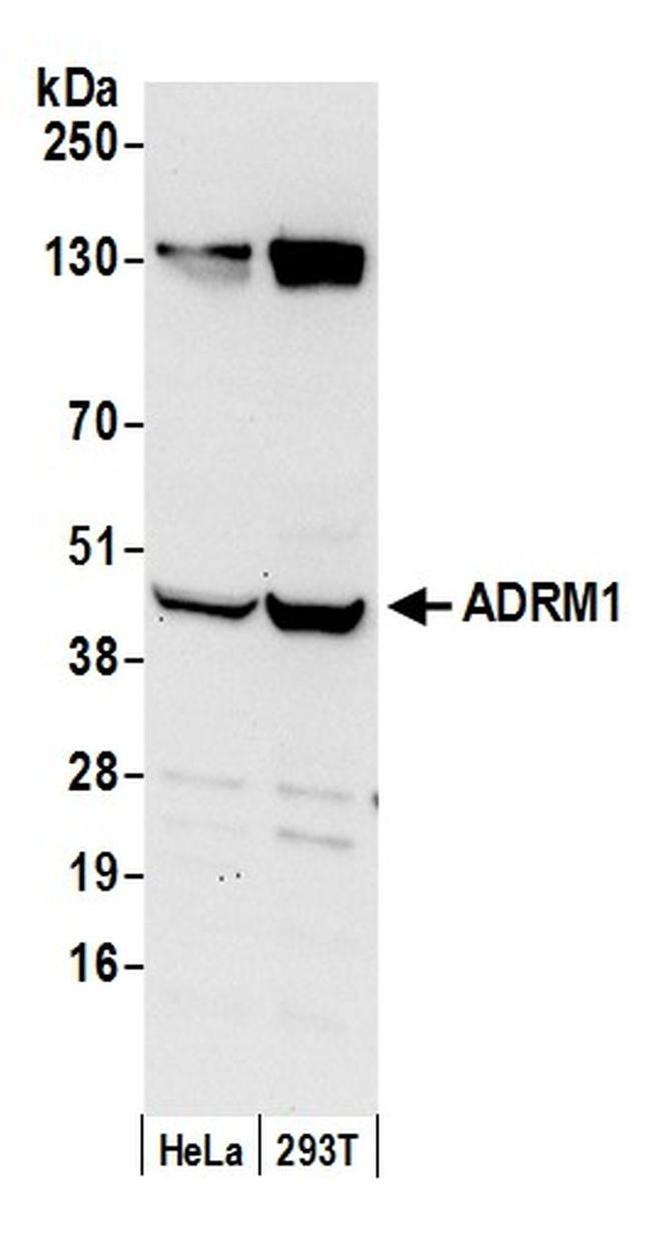 ADRM1 Antibody in Western Blot (WB)