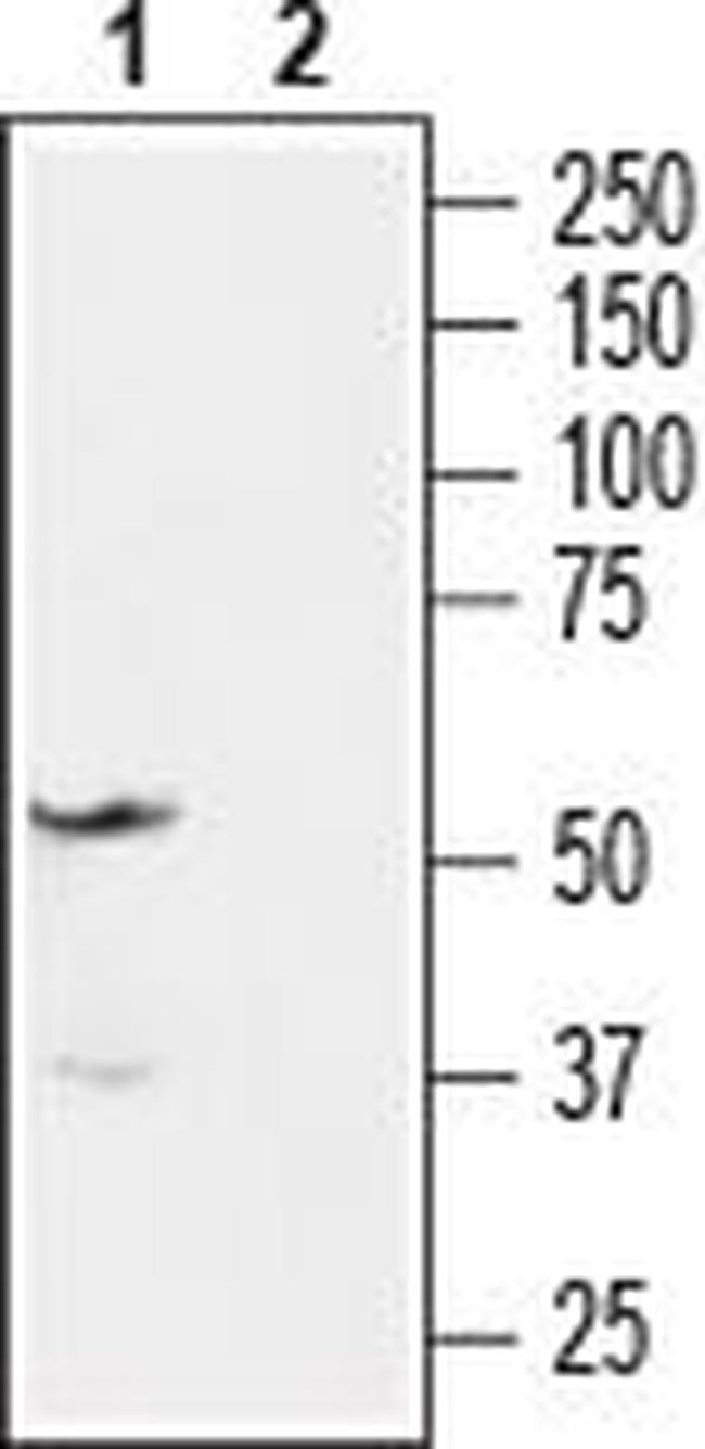 Endothelin Receptor A Antibody in Western Blot (WB)