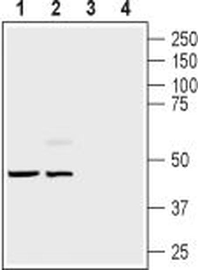 Endothelin Receptor B Antibody in Western Blot (WB)