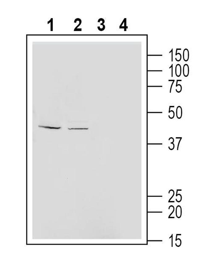 Endothelin Receptor B (extracellular) Antibody in Western Blot (WB)