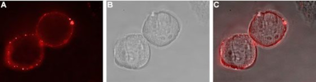 EphA1 (extracellular) Antibody in Immunocytochemistry (ICC/IF)