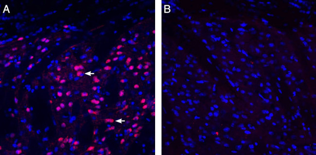 EphA1 (extracellular) Antibody in Immunohistochemistry (Frozen) (IHC (F))