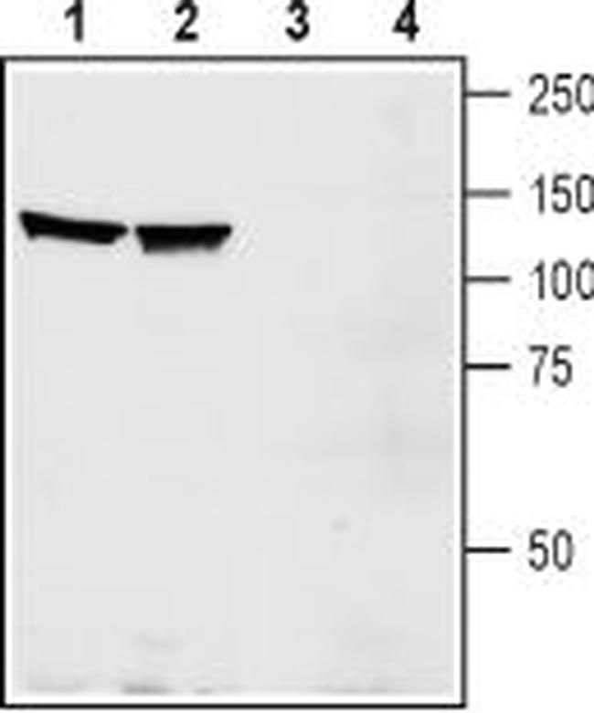 EphA1 (extracellular) Antibody in Western Blot (WB)