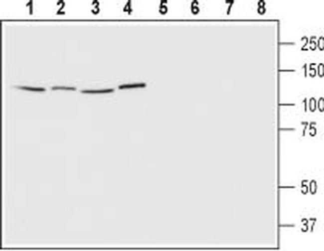 EphA1 (extracellular) Antibody in Western Blot (WB)